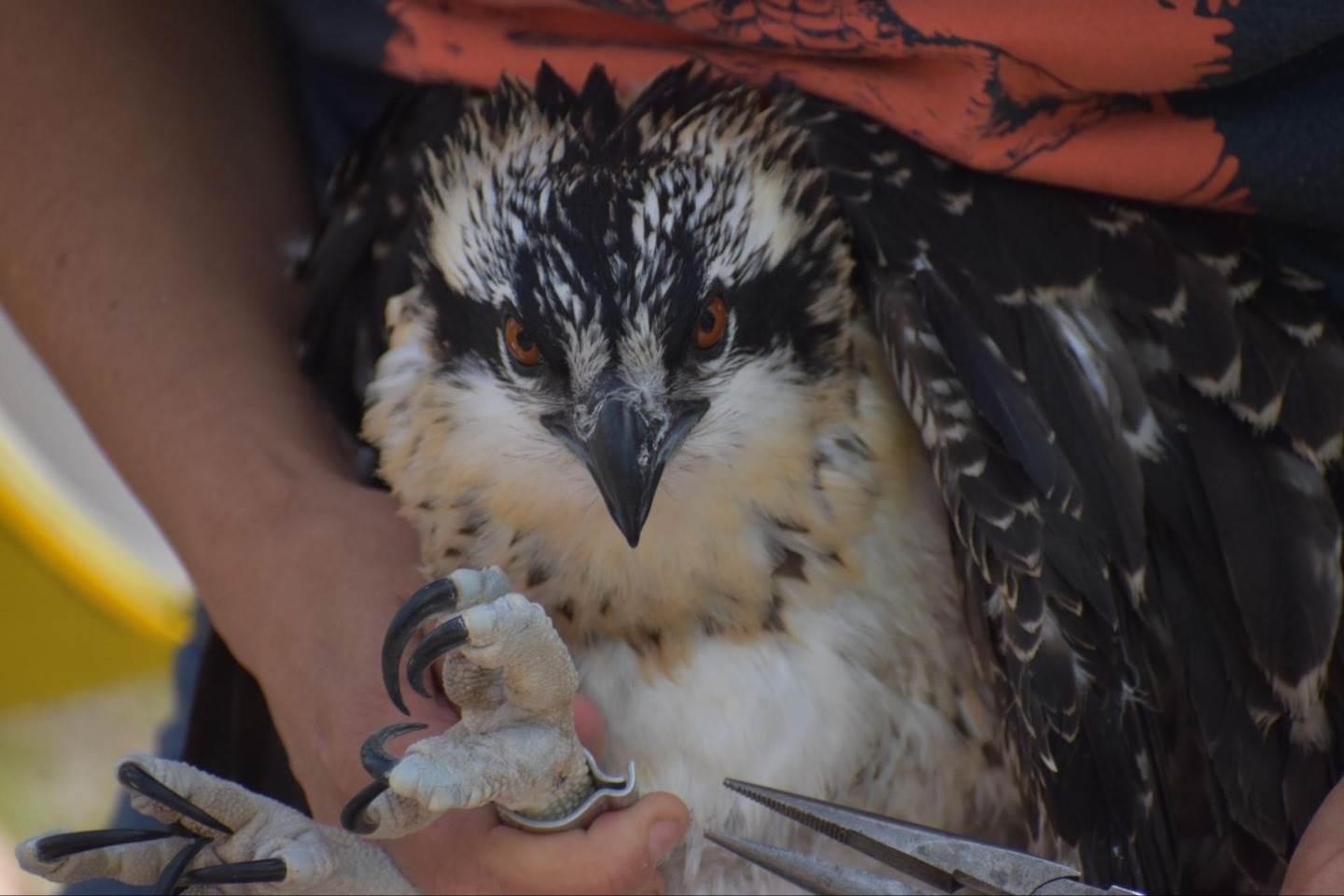 osprey close up from summer education